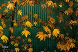پاییز در جاغرق