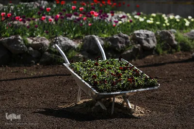 شکوفه های بهاری
