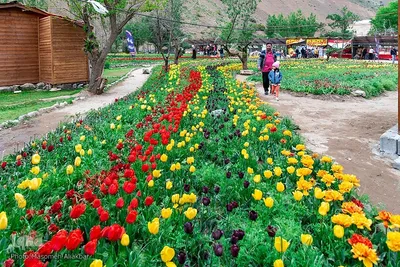 جشنواره لاله‌های آسارا‎‎
