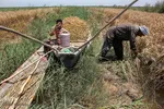 برداشت گندم از مزارع زیر آب شادگان 
