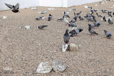 قبرستان ابوطالب