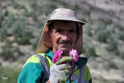 نخستین رویداد گلاب‌گیری سنتی در بوستان کوهستانی دراک شیراز