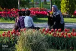 جشنواره گل‌های لاله در اراک