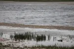 تالاب قوری گول‎‎