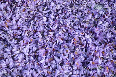 مرند قطب طلای سرخ آذربایجان شرقی