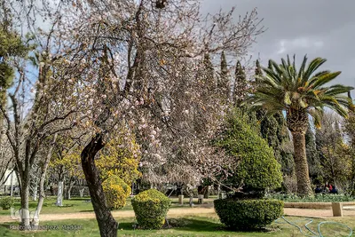 شکوفه‌های زودهنگام شهر راز