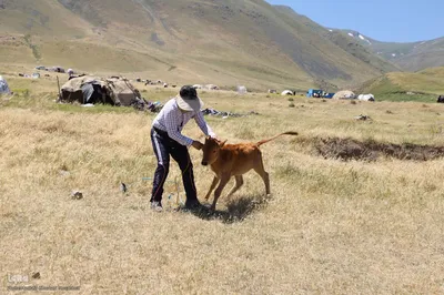 بازدید خبرنگاران استانی از مناطق عشایرنشین و ییلاقی اهر