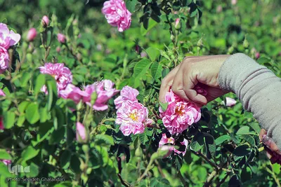 برداشت گل سرخ در خراسان جنوبی
