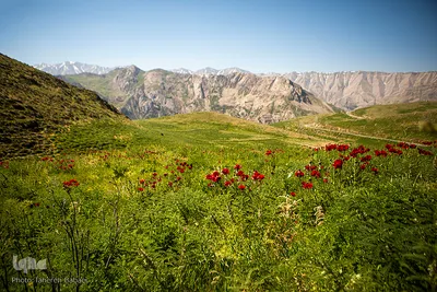 دشت شقایق‌های «رینه»