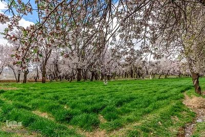 سامان شهر شکوفه‎های بهاری