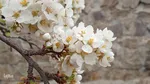 شکوفه های بهاری در اهر