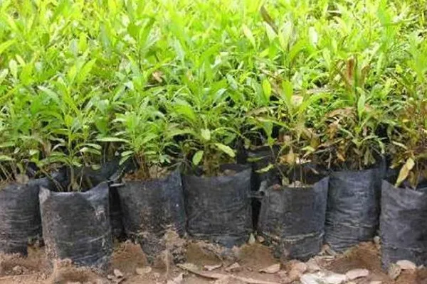 کاشت 16 میلیون اصله نهال در استان مرکزی طی 4 سال