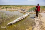 برداشت گندم از مزارع زیر آب شادگان 