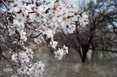 شکوفه‌های بهاری در باغستان سنتی قزوین