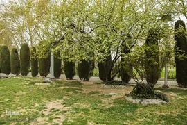 شکوفه های بهاری