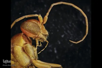 حشرات از نمای نزدیک