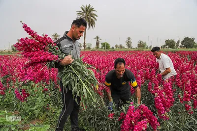 برداشت گل در حمیدیه