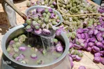 برداشت گیاه دارویی خارپنیری در استهبان فارس