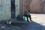 برداشت گل نرگس - خوسف