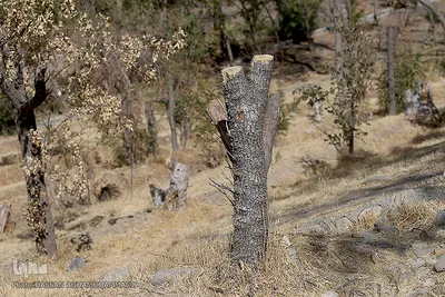 پارک جنگلی چیتگر