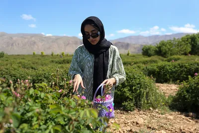 جشنواره گل محمدی در میمند فارس