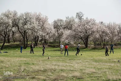 شکوفه‌های بهاری در باغستان سنتی قزوین