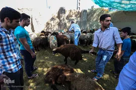 بازار گرم خرید قربانی در روز عید قربان