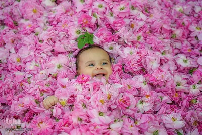جشنواره گل محمدی در میمند فارس‎‎