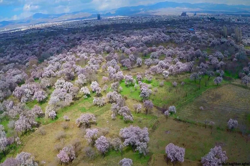 13 درخواست از کسانی که دل در گرو بقای این سرزمین دارند؛ باغستان قزوین را دریابید