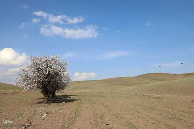 ریشه در خاک، سمبل مقاومت و ایستادگی