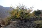 طبیعت پاییزی خراسان‌جنوبی