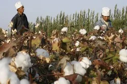 Les Ouïghours et cette fois, travail forcé dans des champs de coton