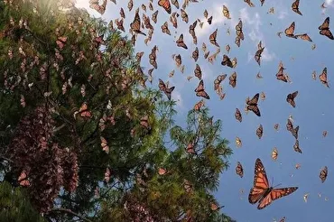 क़यामत का दिन और कुरान का चमत्कार