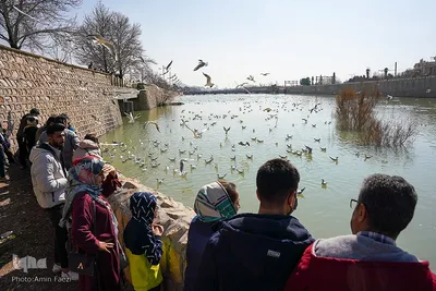 کاکایی های دریای سیبری در شیراز‎‎