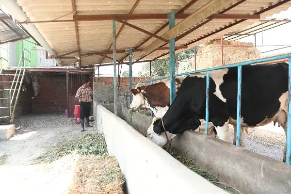 تأمین 18 درصد گوشت قرمز مورد نیاز کشور با مشاغل خانگی برکت