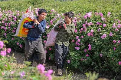 برداشت گل محمدی و گلابگیری سنتی در میمند فارس