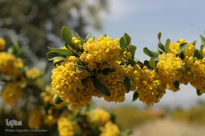 دانه‌های طلایی زرشک در کویر خراسان‌‌جنوبی