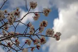 عکس | طبیعت نو در ابهر و خرمدره