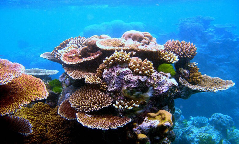 Isola di Maru, le Maldive dell’Iran