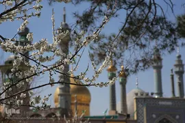شکوفه های بهاری در قم