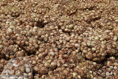 مرگ تدریجی پیازهای رها شده هرمز در روستای چراغ آباد بخش هشتبندی از توابع شهرستان«میناب» استان هرمزگان