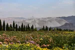 بزرگترین نمایشگاه گل داوودی کشور – محلات/عکاس:محمد رجبی