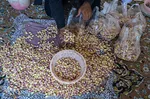برداشت پسته و بادام از باغات شهرستان مرند‎‎