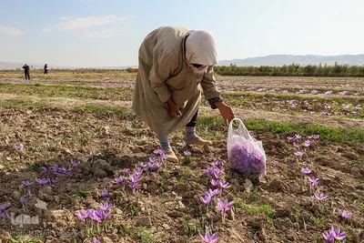 مرند قطب تولید زعفران شمالغرب کشور