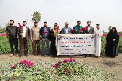 برداشت گل در حمیدیه