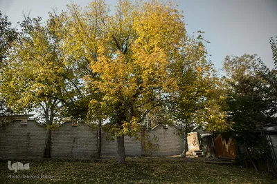اگر عینک سیاه کرونا زده مان را دربیاوریم، باز می توانیم حس زیبای، نشاط و امید را از طبیعت بگیریم