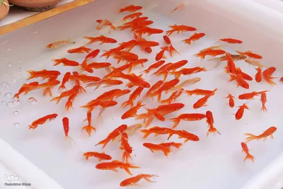 حال و هوای بازار تبریز در شب عید