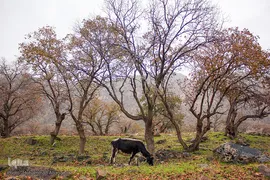اندیکا، شگفتی در دل کوه