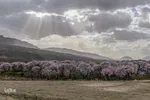 سامان شهر شکوفه‎های بهاری