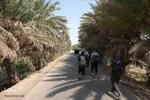پیاده روی اربعین حسینی در منطقه طریق العلما و زرگه نجف به کربلا